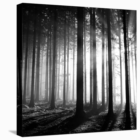 Wood Light-null-Premier Image Canvas