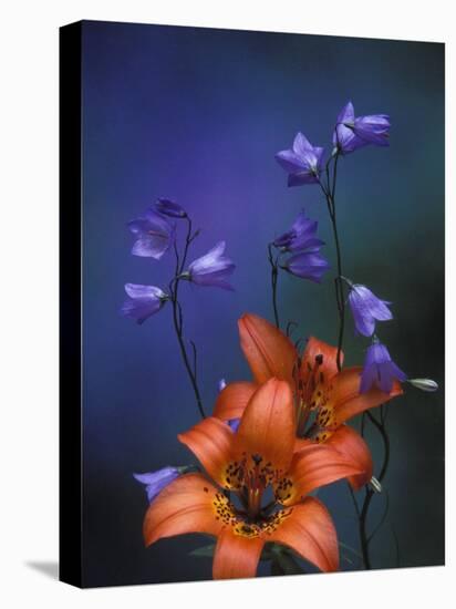 Wood Lily and Harebells, St. Ignace, Michigan, USA-Claudia Adams-Premier Image Canvas