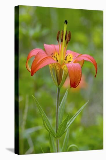 Wood Lily (Lilium Philadelphicum)-Bob Gibbons-Premier Image Canvas