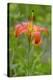 Wood Lily (Lilium Philadelphicum)-Bob Gibbons-Premier Image Canvas
