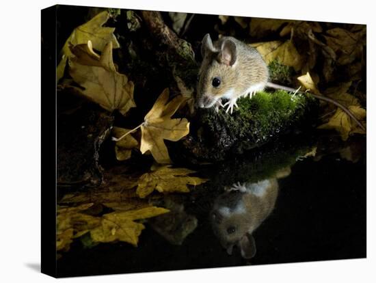 Wood Mouse by Woodland Pool in Autumn, UK-Andy Sands-Premier Image Canvas