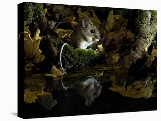 Wood Mouse Cleaning by Woodland Pool in Autumn, UK-Andy Sands-Premier Image Canvas