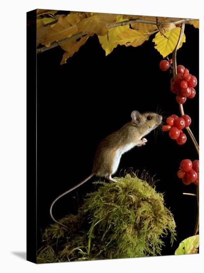 Wood Mouse Investigating Black Bryony Berries, UK-Andy Sands-Premier Image Canvas