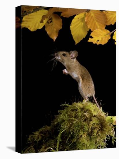 Wood Mouse Standing Up under Beech Leaves in Autumn, UK-Andy Sands-Premier Image Canvas