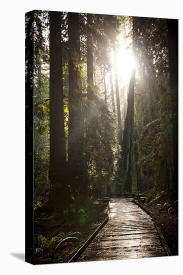 Wood Path in Muir Woods National Monument in California-Carlo Acenas-Premier Image Canvas