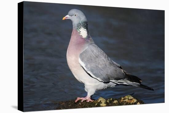Wood Pigeon-Colin Varndell-Premier Image Canvas