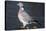 Wood Pigeon-Colin Varndell-Premier Image Canvas