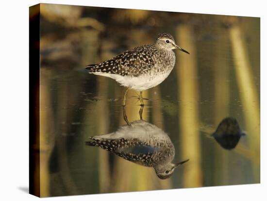 Wood Sandpiper, Samos, Greece-Rolf Nussbaumer-Premier Image Canvas