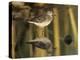 Wood Sandpiper, Samos, Greece-Rolf Nussbaumer-Premier Image Canvas