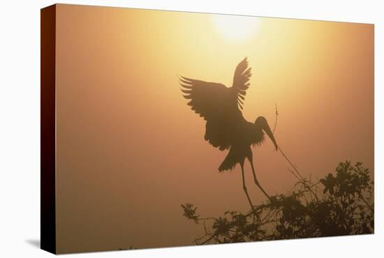 Wood Stork collecting nesting material, Everglades National Park, Florida-Tim Fitzharris-Stretched Canvas