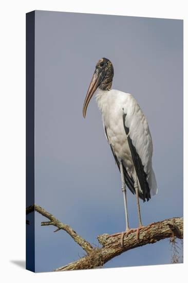 Wood stork, Florida-Adam Jones-Premier Image Canvas