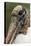 Wood stork, Florida-Adam Jones-Premier Image Canvas