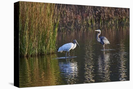 Wood Stork-Gary Carter-Premier Image Canvas