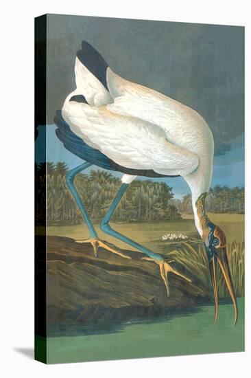 Wood Stork-John James Audubon-Stretched Canvas