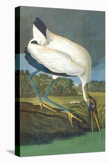 Wood Stork-John James Audubon-Stretched Canvas