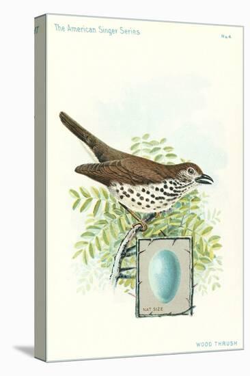 Wood Thrush and Egg-null-Stretched Canvas