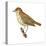 Wood Thrush (Hylocichla Mustelina), Birds-Encyclopaedia Britannica-Stretched Canvas