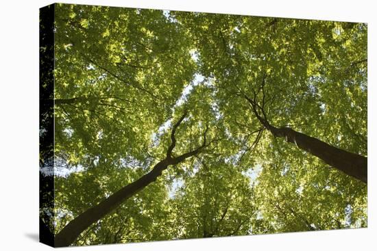 Wood, Tree Tops, Leaf Canopy-Uwe Merkel-Premier Image Canvas