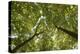 Wood, Tree Tops, Leaf Canopy-Uwe Merkel-Premier Image Canvas