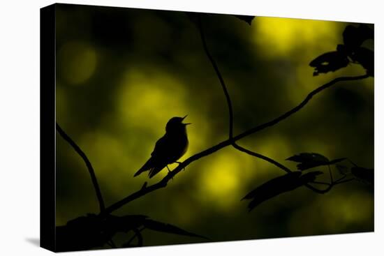 Wood warbler singing on branch, silhouetted, Sheffield, UK-Paul Hobson-Premier Image Canvas