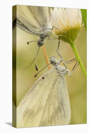 Wood White Butterflies, Two, Mating, Close-Up-Harald Kroiss-Premier Image Canvas