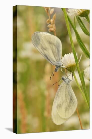 Wood White Butterflies, Two, Mating-Harald Kroiss-Premier Image Canvas