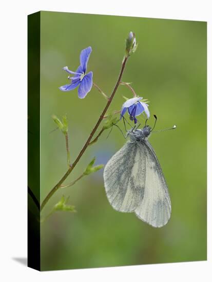 Wood White butterfly on Germander Speedwell, Surrey, England, UK, May-Andy Sands-Premier Image Canvas