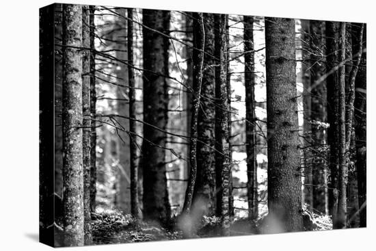 Wood-Jule Leibnitz-Premier Image Canvas