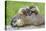 Woodchuck Family-W. Perry Conway-Premier Image Canvas