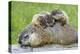 Woodchuck Family-W. Perry Conway-Premier Image Canvas