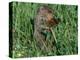 Woodchuck, Feeding, Minnesota, USA-Lynn M. Stone-Premier Image Canvas