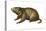 Woodchuck (Marmota Monax), Mammals-Encyclopaedia Britannica-Stretched Canvas