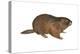 Woodchuck (Marmota Monax), Mammals-Encyclopaedia Britannica-Stretched Canvas