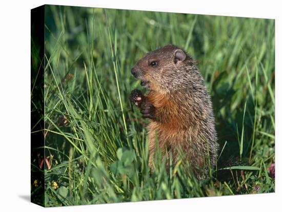 Woodchuck, Minnesota, USA-Lynn M. Stone-Premier Image Canvas