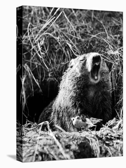 Woodchuck Standing on Hind Legs in Midst of Dense Foliage with Mouth Open and Showing Teeth-Andreas Feininger-Premier Image Canvas