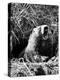 Woodchuck Standing on Hind Legs in Midst of Dense Foliage with Mouth Open and Showing Teeth-Andreas Feininger-Premier Image Canvas