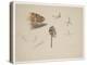 Woodcock Beak, Feet and Wing, C.1915 (W/C & Bodycolour over Pencil on Paper)-Archibald Thorburn-Premier Image Canvas