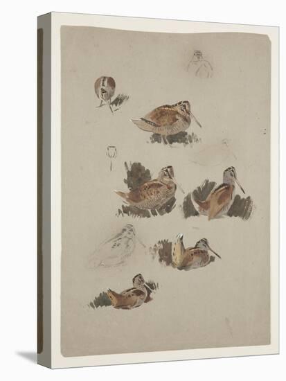 Woodcock, C.1915 (W/C & Bodycolour over Pencil on Paper)-Archibald Thorburn-Premier Image Canvas