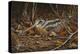 Woodcock in Hiding-Wilhelm Goebel-Premier Image Canvas