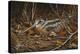 Woodcock in Hiding-Wilhelm Goebel-Premier Image Canvas