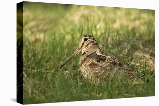 Woodcock (Scolopax Rusticola) Adult in Spring, Scotland, UK, April-Mark Hamblin-Premier Image Canvas