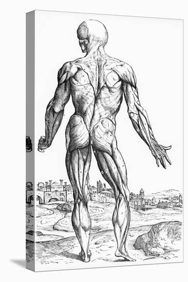 Woodcut Illustration of the Superficial Muscles in Posterior View-Andreas Vesalius-Premier Image Canvas