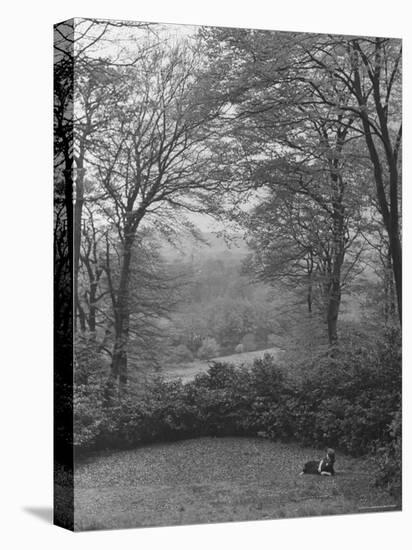 Wooded Area on Cliveden, Estate Owned by Lord William Waldorf Astor and Wife Lady Nancy Astor-Hans Wild-Premier Image Canvas