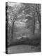 Wooded Area on Cliveden, Estate Owned by Lord William Waldorf Astor and Wife Lady Nancy Astor-Hans Wild-Premier Image Canvas