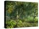 Wooded Meadow-Atelier Sommerland-Stretched Canvas