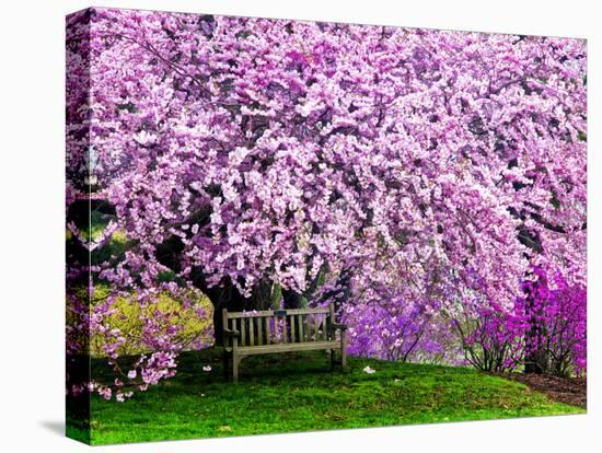 Wooden Bench under Cherry Blossom Tree in Winterthur Gardens, Wilmington, Delaware, Usa-Jay O'brien-Premier Image Canvas