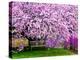 Wooden Bench under Cherry Blossom Tree in Winterthur Gardens, Wilmington, Delaware, Usa-Jay O'brien-Premier Image Canvas