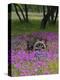 Wooden Cart in Field of Phlox, Blue Bonnets, and Oak Trees, Near Devine, Texas, USA-Darrell Gulin-Premier Image Canvas