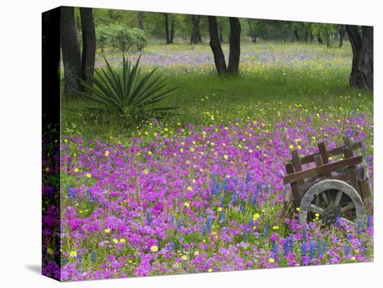 Wooden Cart in Field of Phlox, Blue Bonnets, and Oak Trees, Near Devine, Texas, USA-Darrell Gulin-Premier Image Canvas