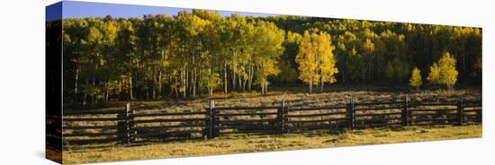 Wooden Fence and Aspen Trees in a Field, Telluride, San Miguel County, Colorado, USA-null-Premier Image Canvas